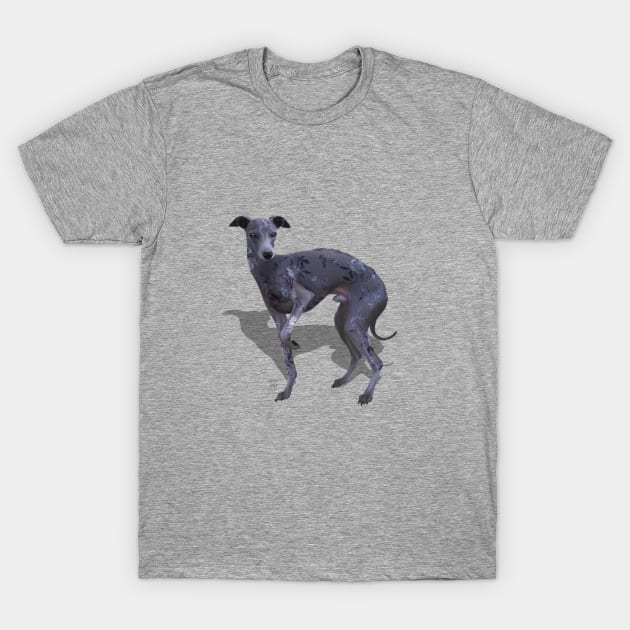 Italian Greyhound T-Shirt by VEROfojt